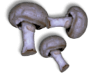 Captcha image 4528